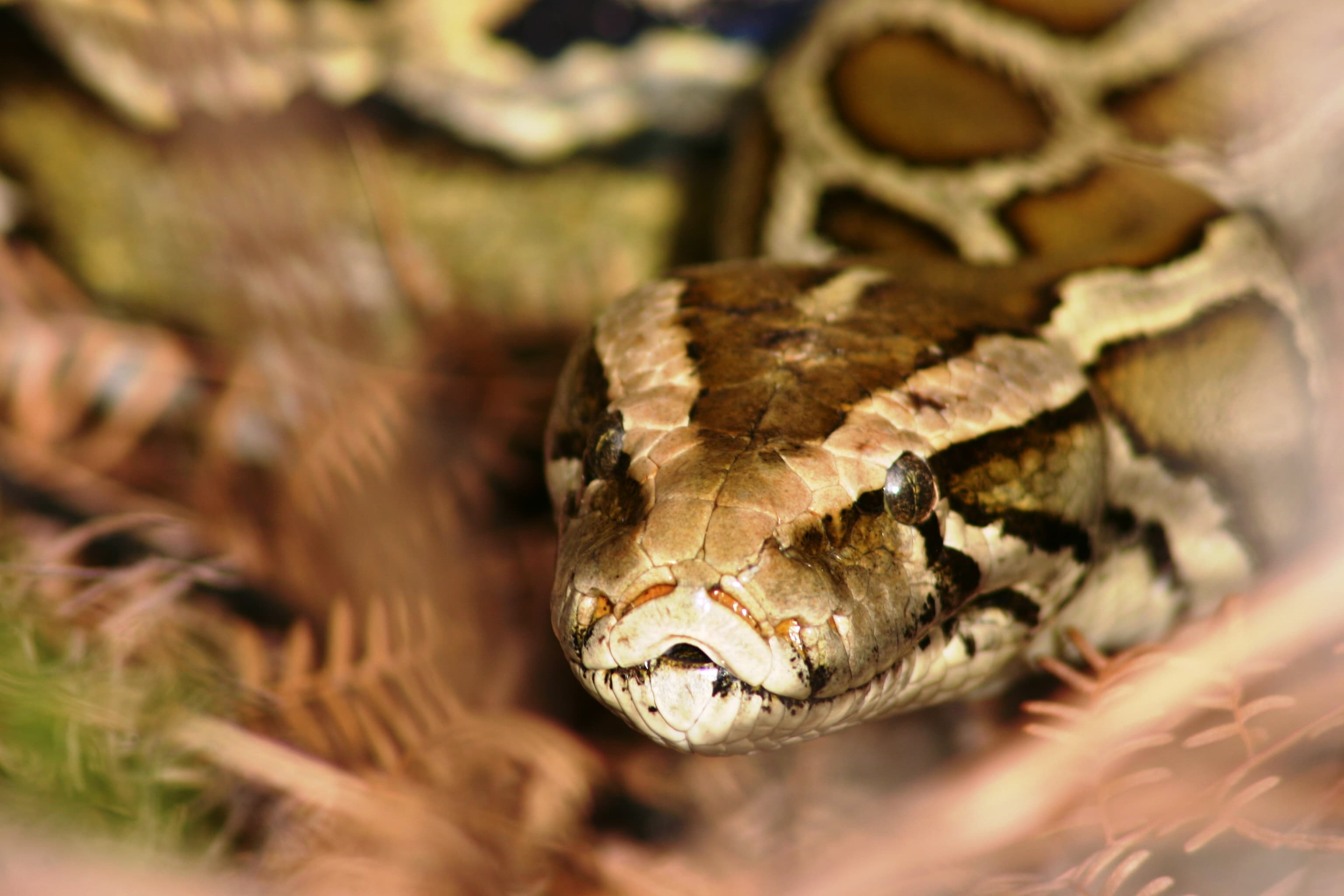 Python kills triple in Florida Everglades as state invests in removal efforts