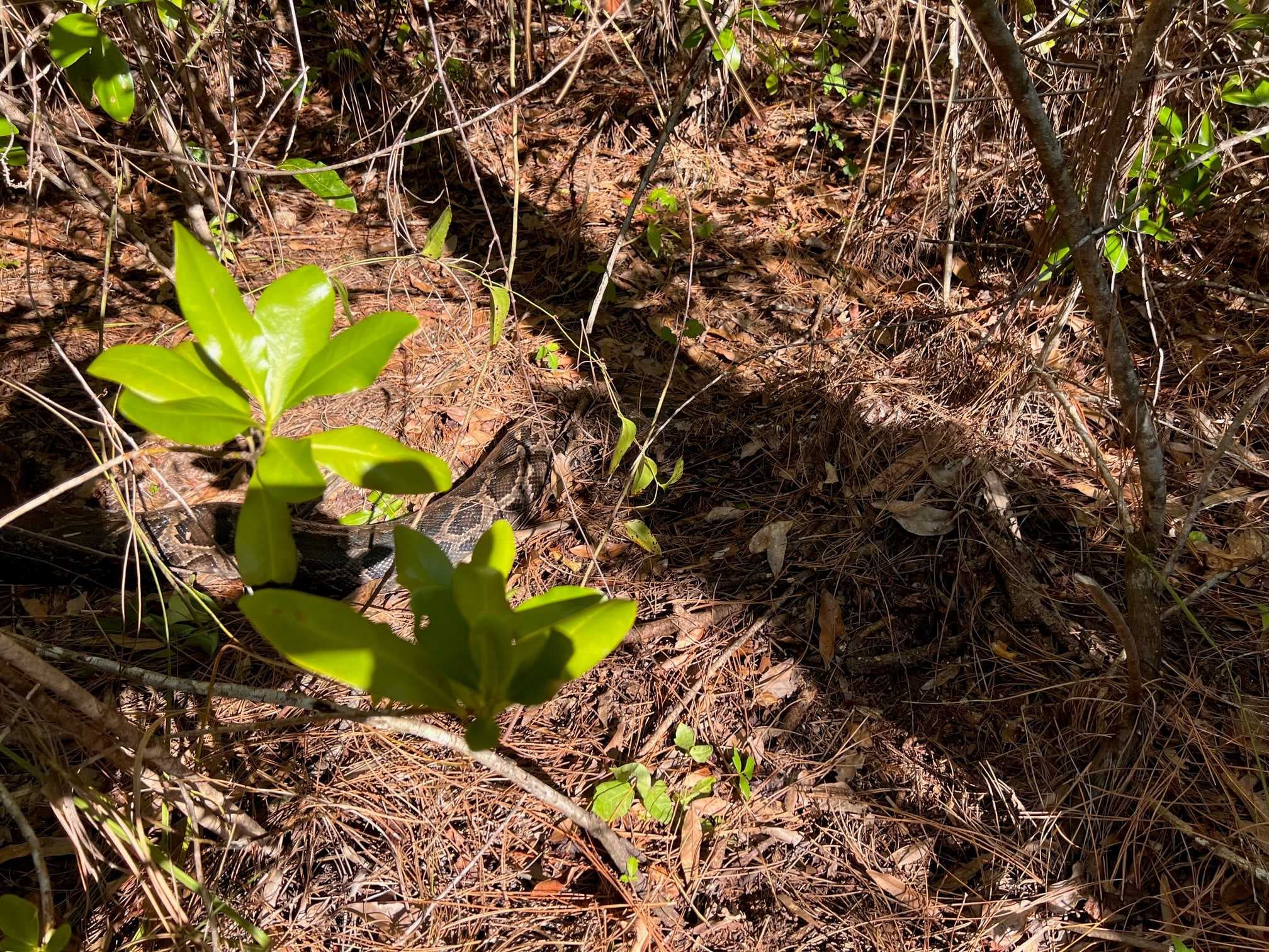 Apex predator found dead; Is the Everglades fighting back against Burmese pythons?