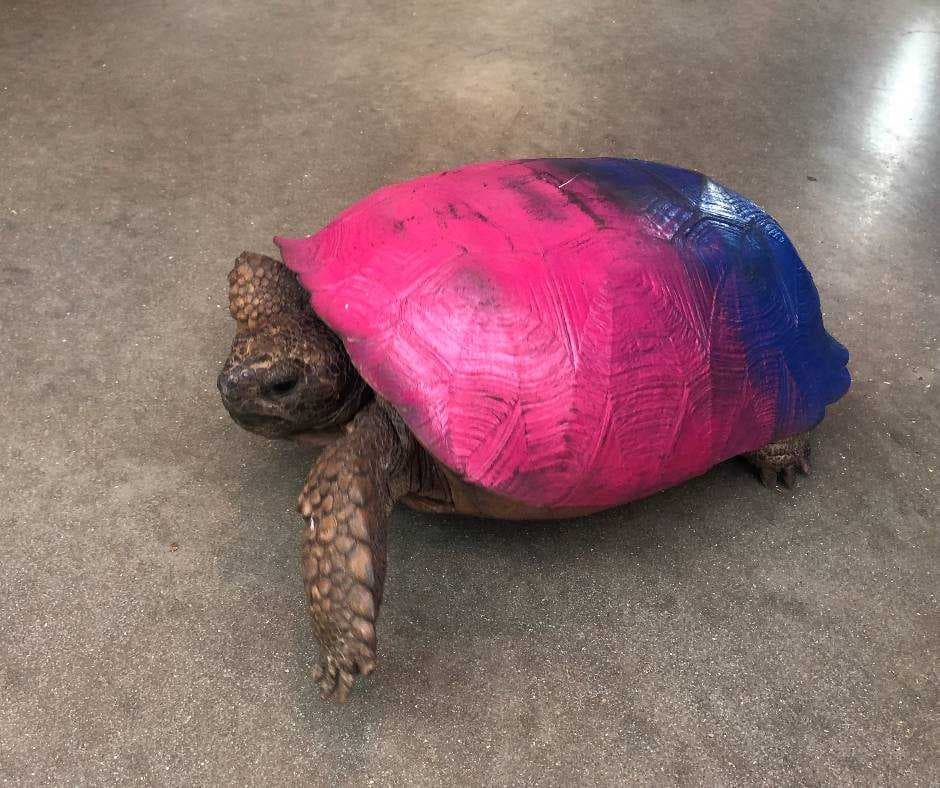 Conservancy of Southwest Florida treats gopher tortoise painted pink and blue