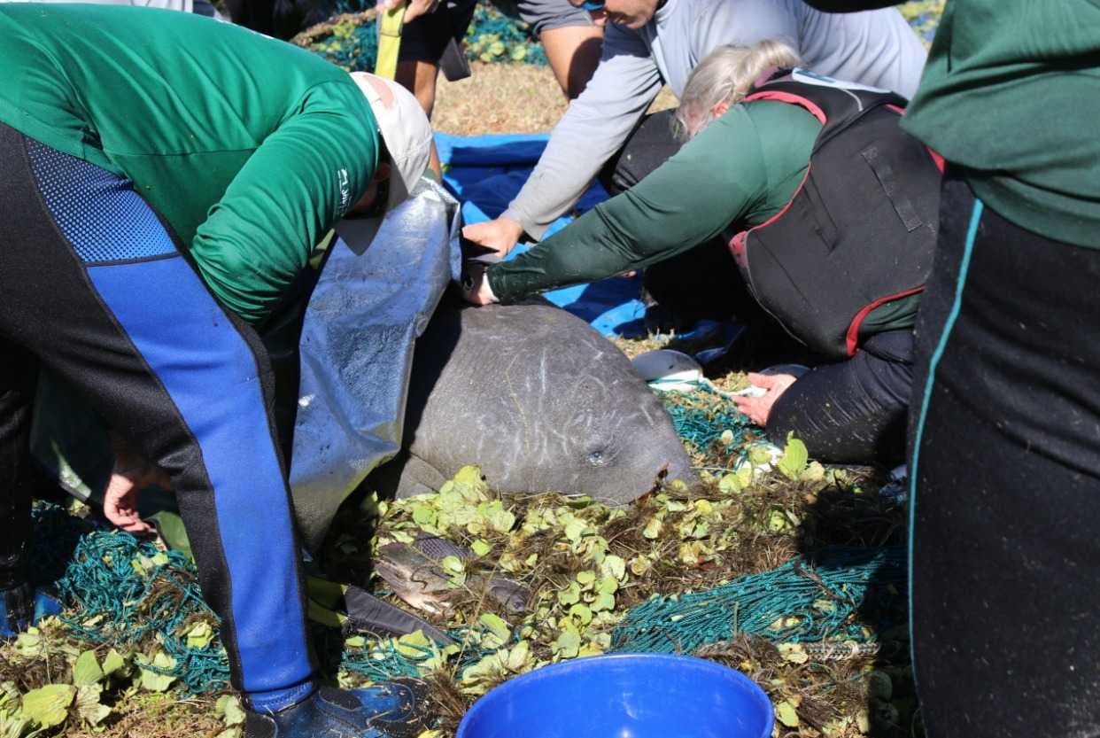 Manatee rescued by North Port utility workers along Myakka River