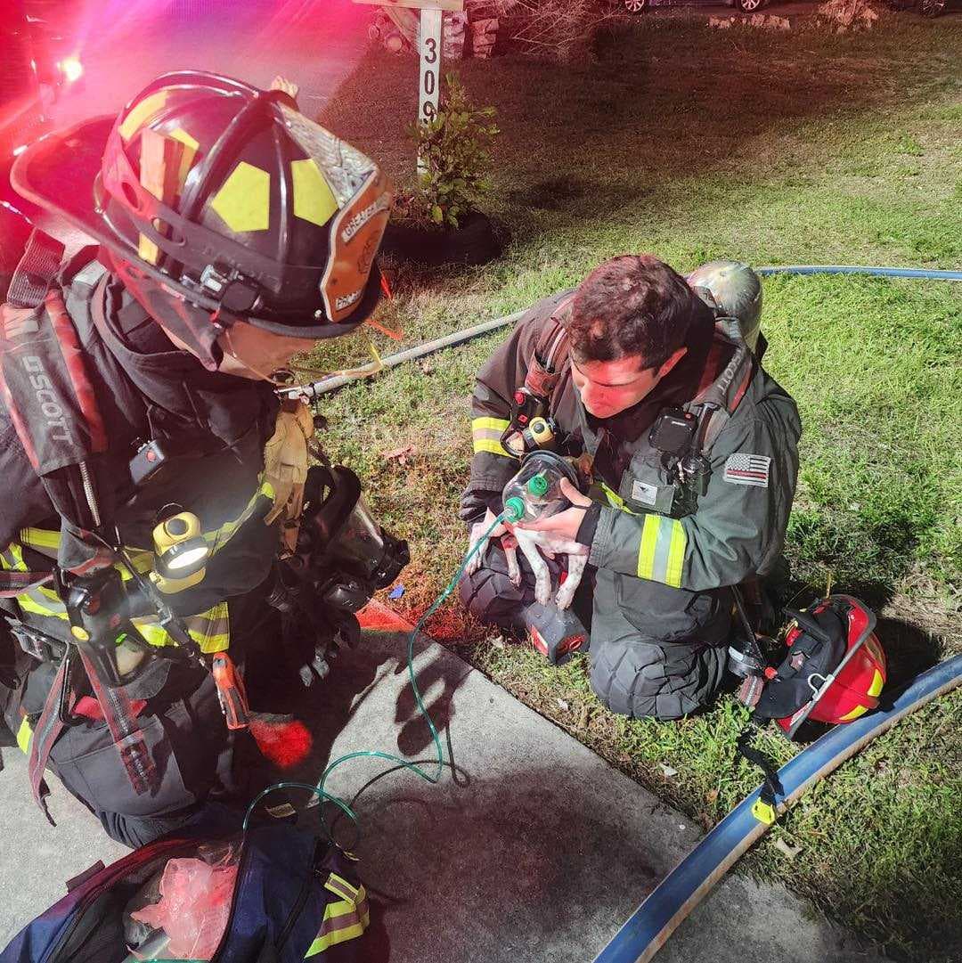 Dog rescued in Golden Gate house fire
