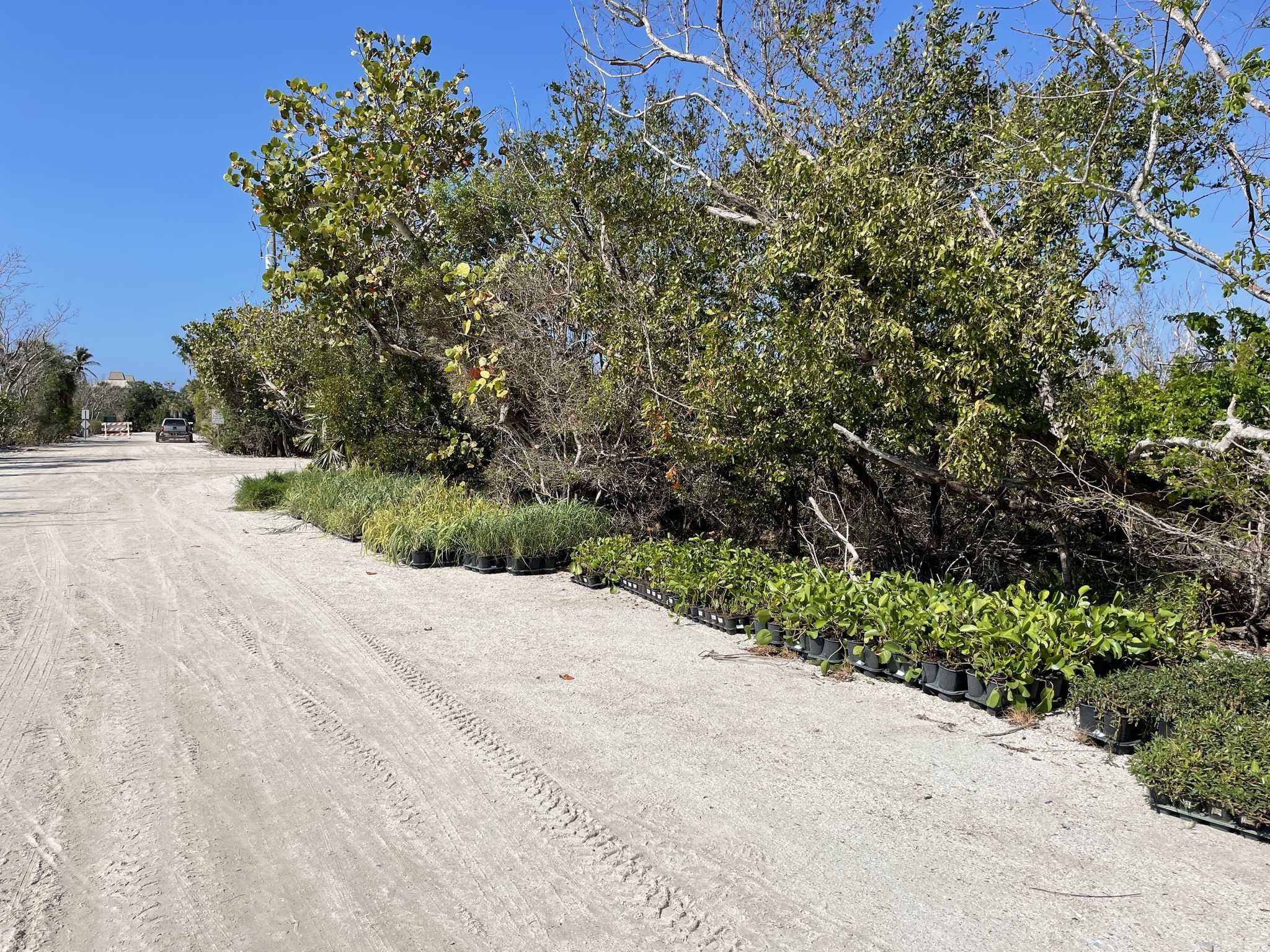 Sanibel's Lighthouse Beach restoration in final phase with 29K native plants being planted