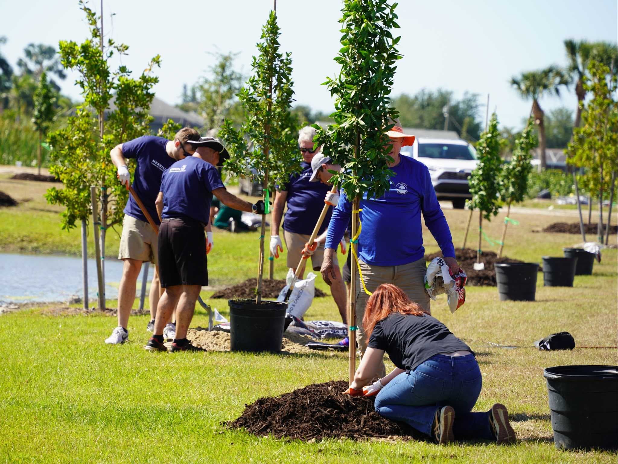 See where Cape Coral just planted 250 new trees
