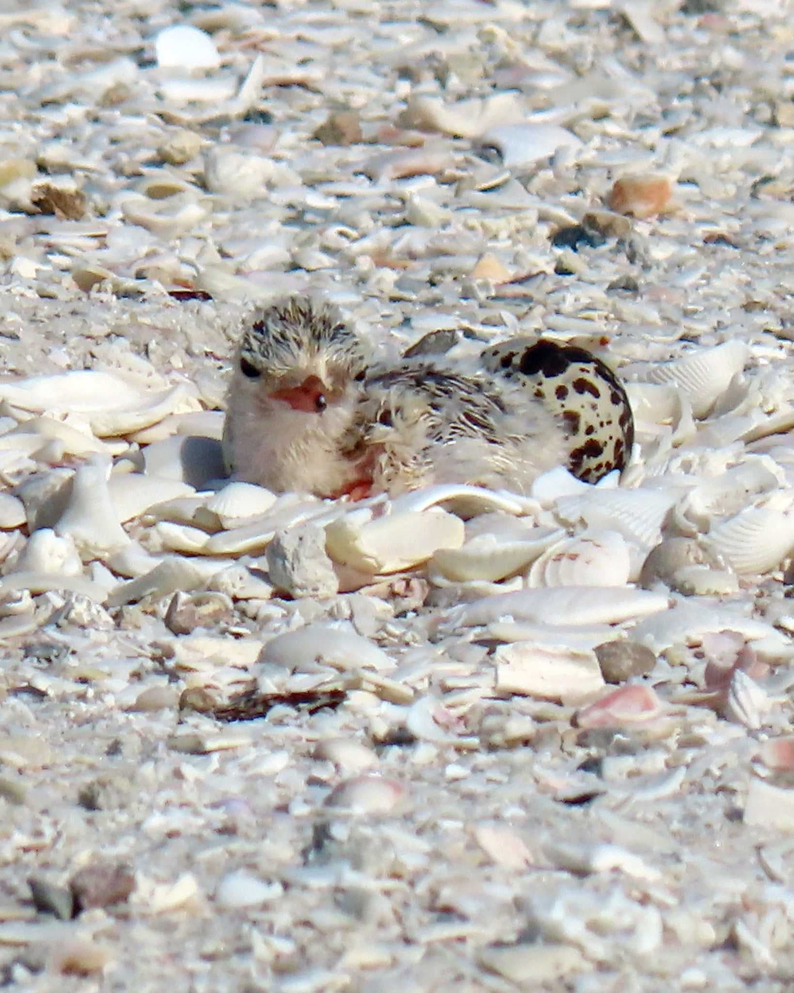 Least tern chicks hatch on Sanibel Causeway