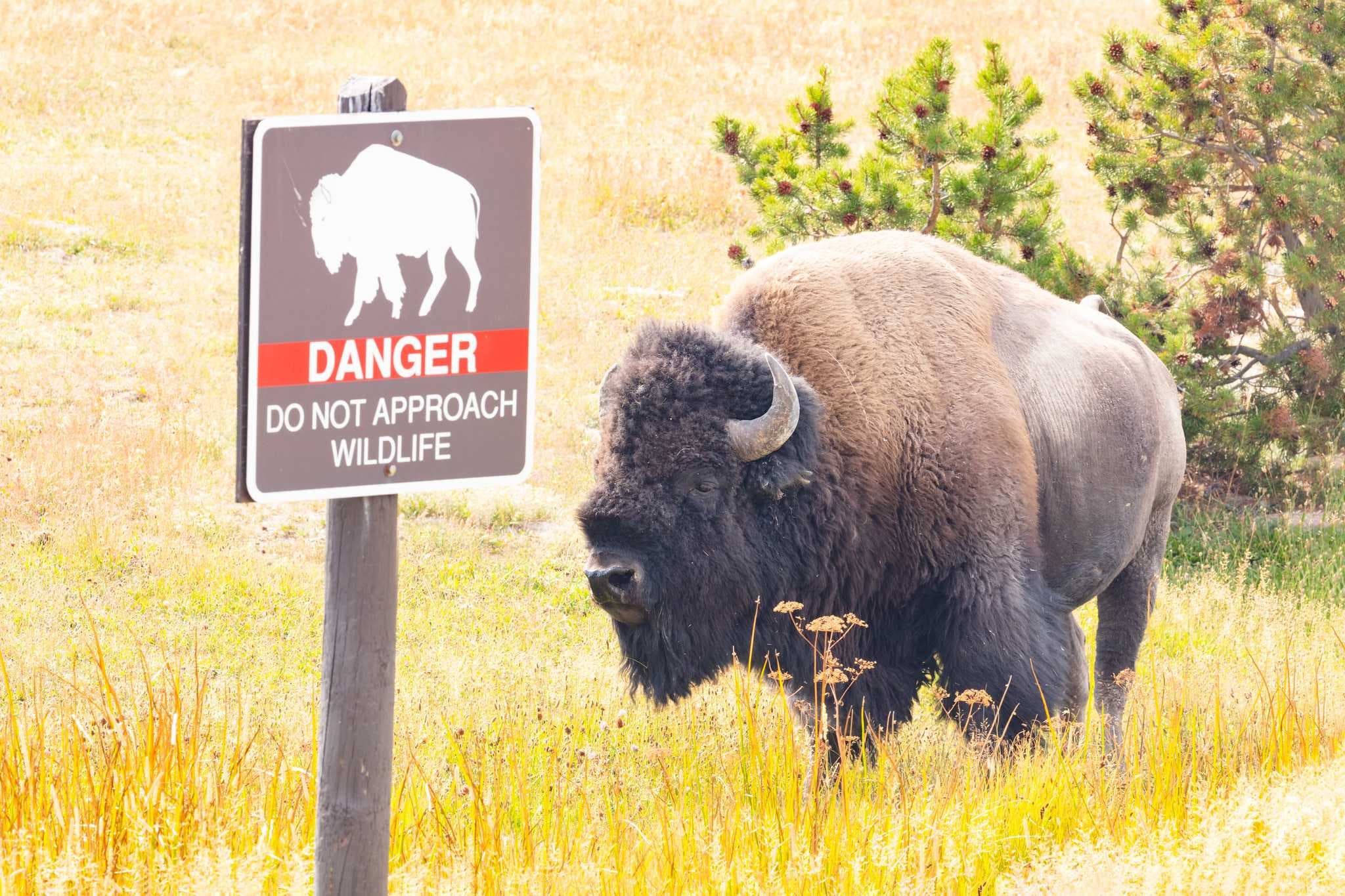 Cape Coral man gored, injured by bison in Yellowstone National Park