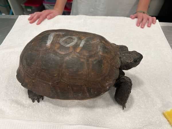 Painted gopher tortoise found in North Naples construction site
