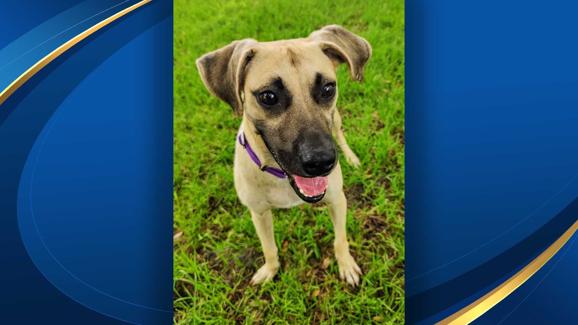 Mutts & Meows: Adopt Odin, the black mouth cur mix with a big heart