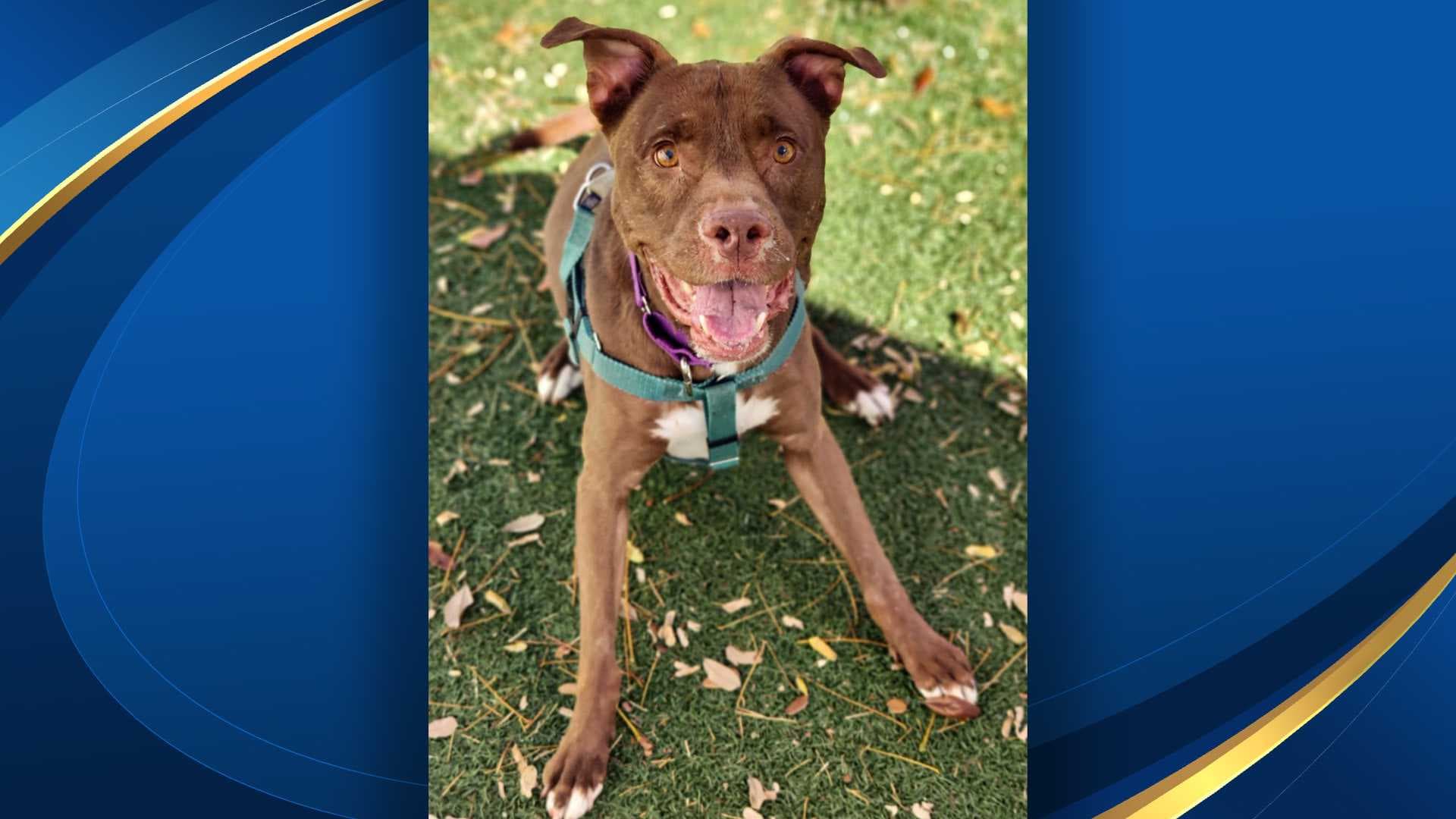 Mutts and Meows: Adopt Reese, the chocolate lab/terrier mix ready to entertain