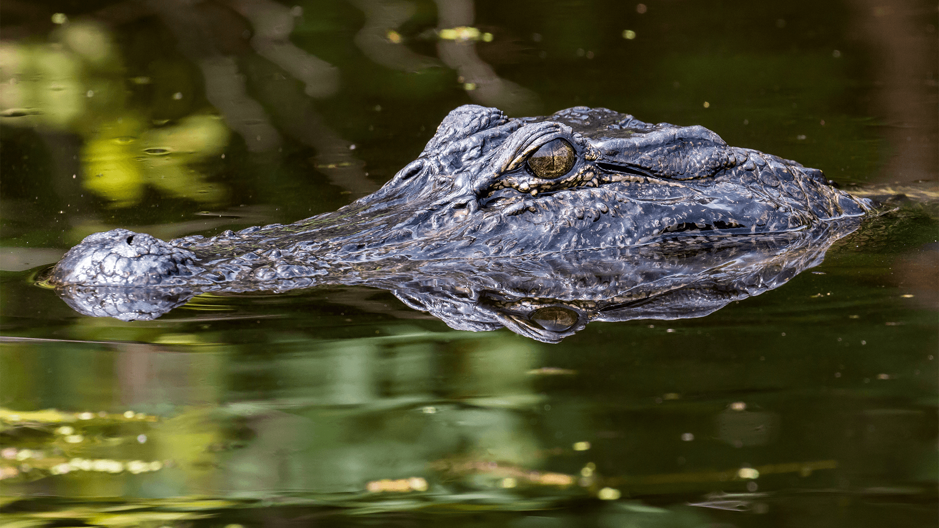 Alligator hunting applications open Friday