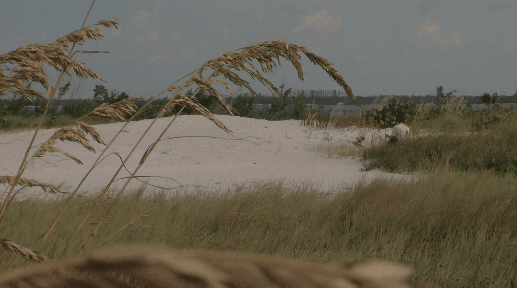 FGCU researchers work to find the best plant to protect SWFL coastline