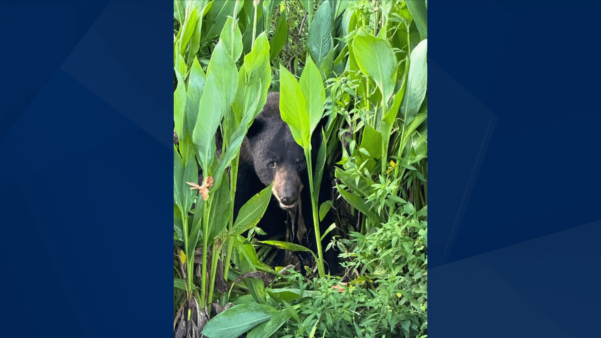Injured bear euthanized near golf course in North Naples
