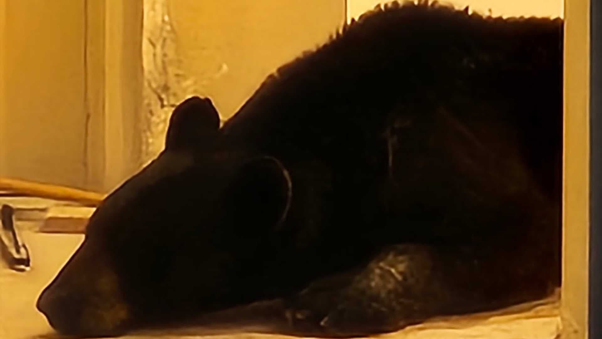 Black bear swims in Gulf, wanders into Naples condo building