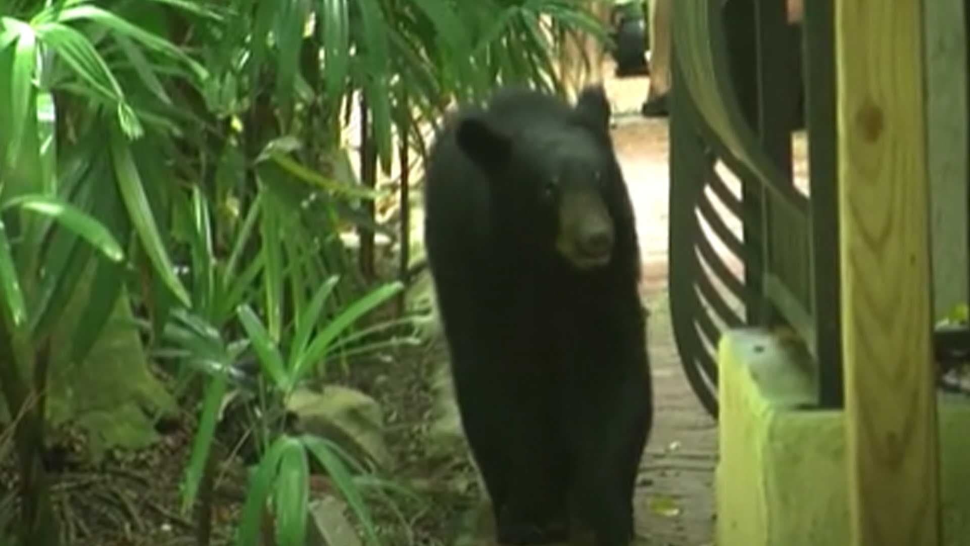 FWC moves forward with controversial bear hunt proposal during Ocala meeting