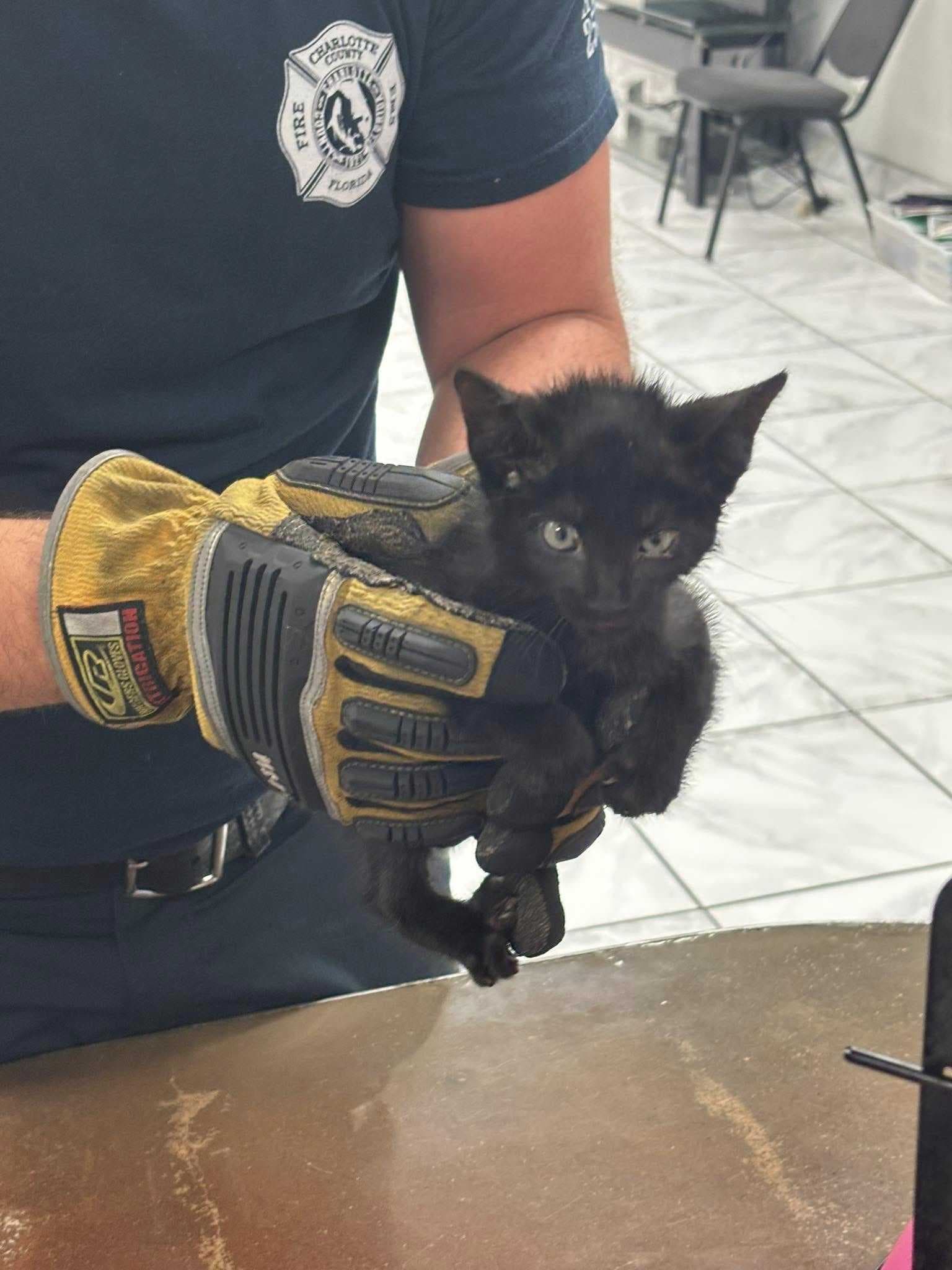 Cat rescued from PVC pipe in Charlotte County