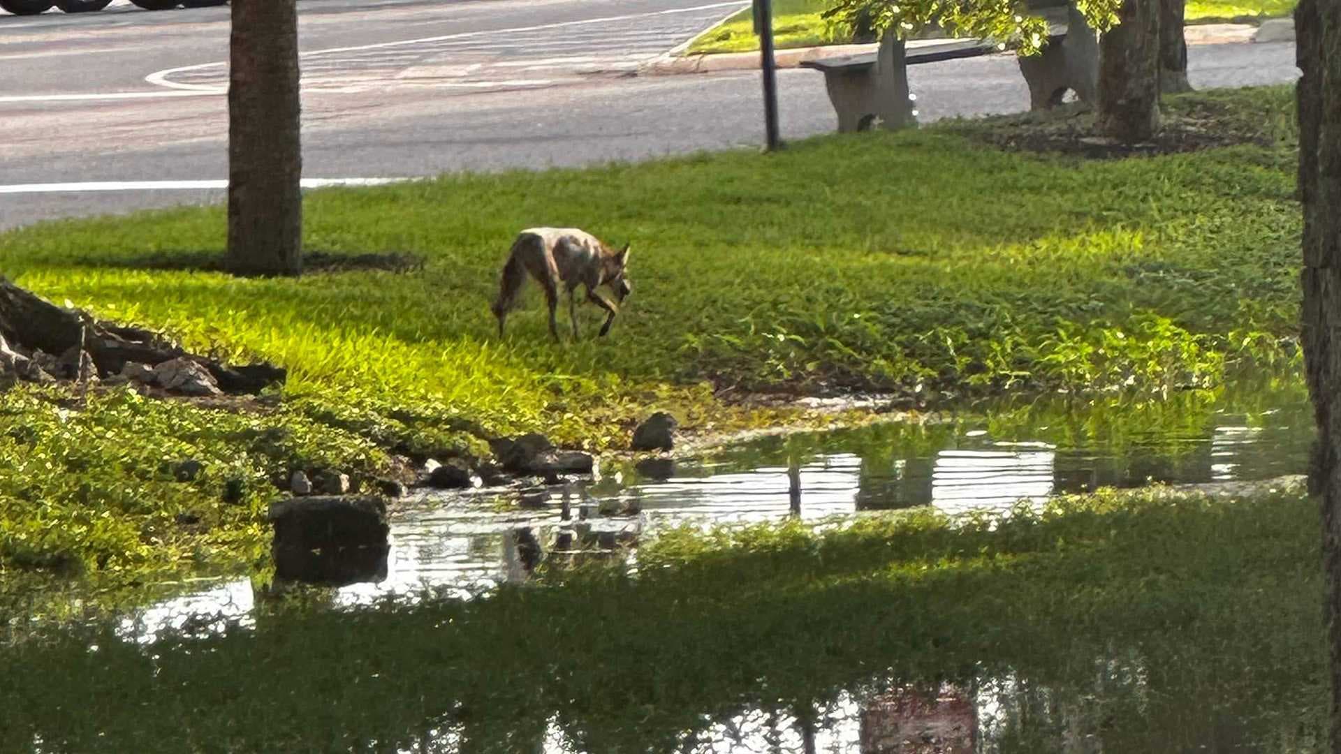 Coyote eats duck at Cape Coral Walmart