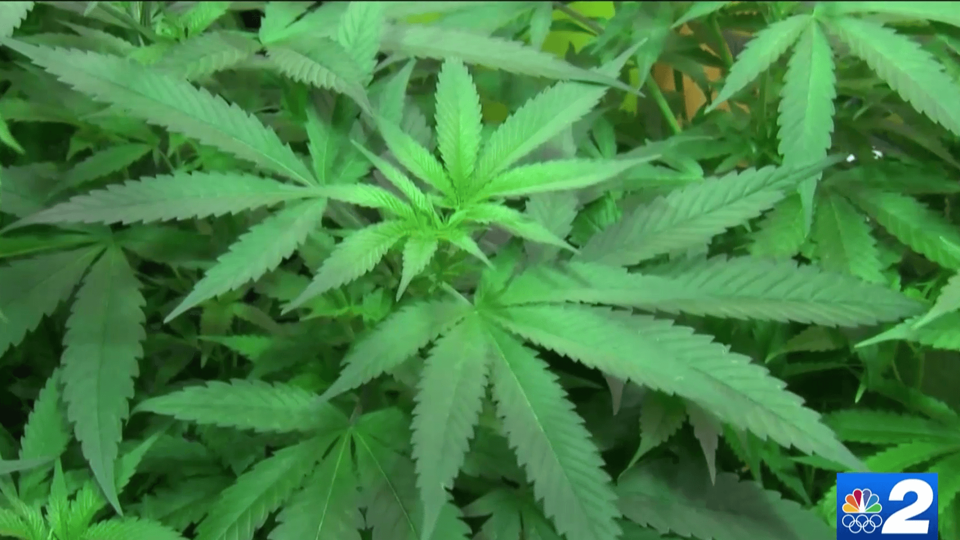 Pot, convenience stores ruling appealed