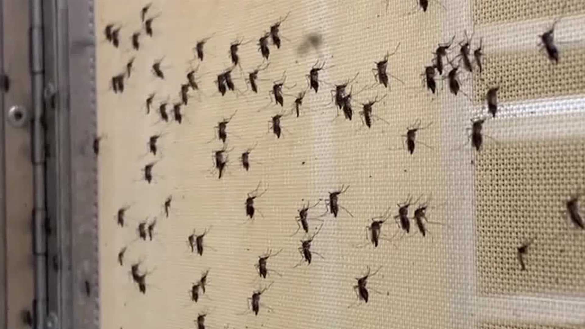 Dengue fever cases rising in Southwest Florida