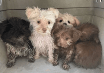 Trio arrested after being accused of selling puppies out of cart on Naples beach
