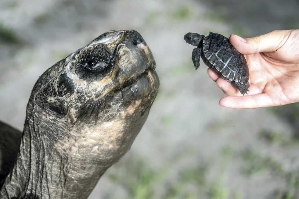 Galapagos tortoise celebrates his 135th birthday and his first Father’s Day at Zoo Miami