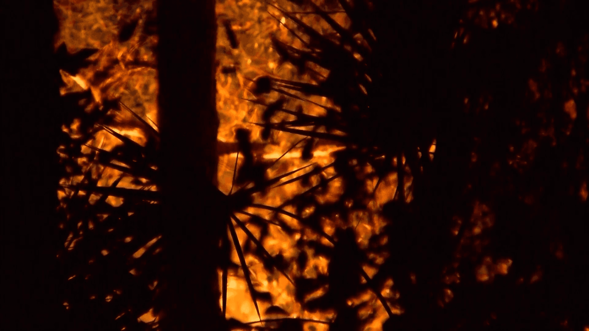 Cape Coral firefighters gear up for an active brush fire season