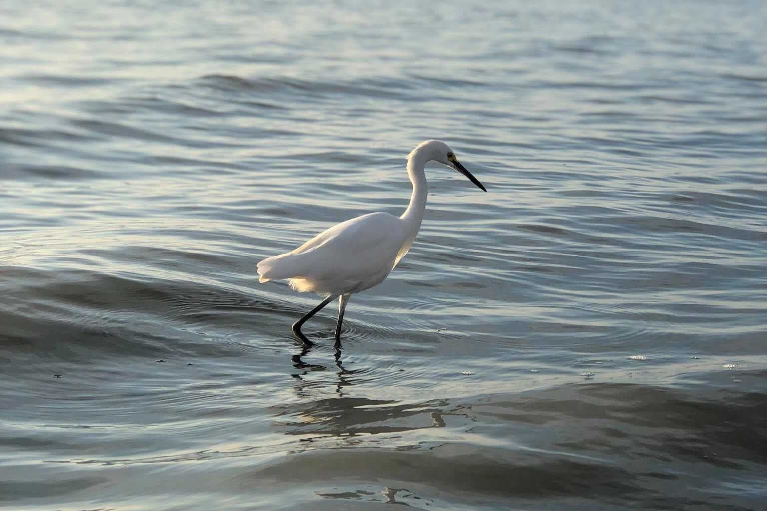 Volunteers document thousands of birds along Gulf Coast during annual count