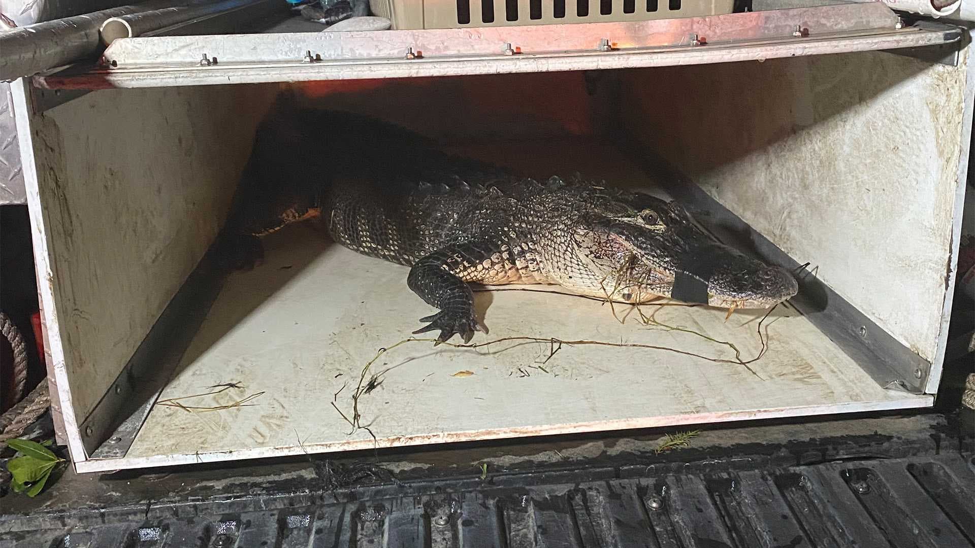 Good Samaritan details rescue of North Fort Myers woman attacked by alligator