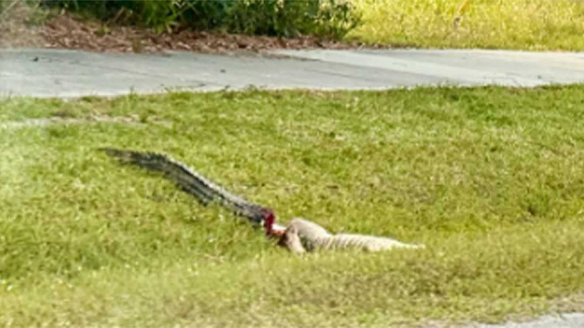 FWC investigating after witnesses say alligator was shot dead in Bokeelia
