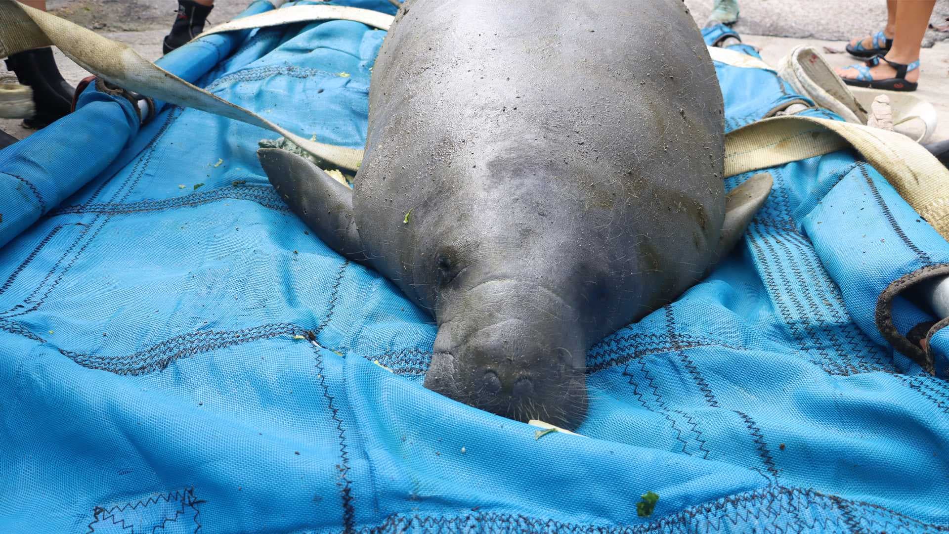 FWC rescued 116 manatees across Florida in 2024