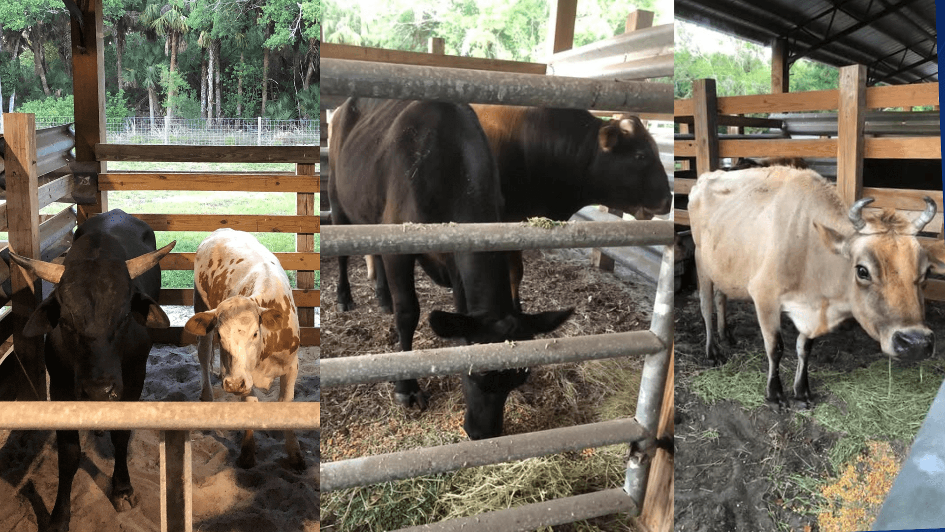 Hendry County deputies impound 11 loose cows in Pioneer Plantation community