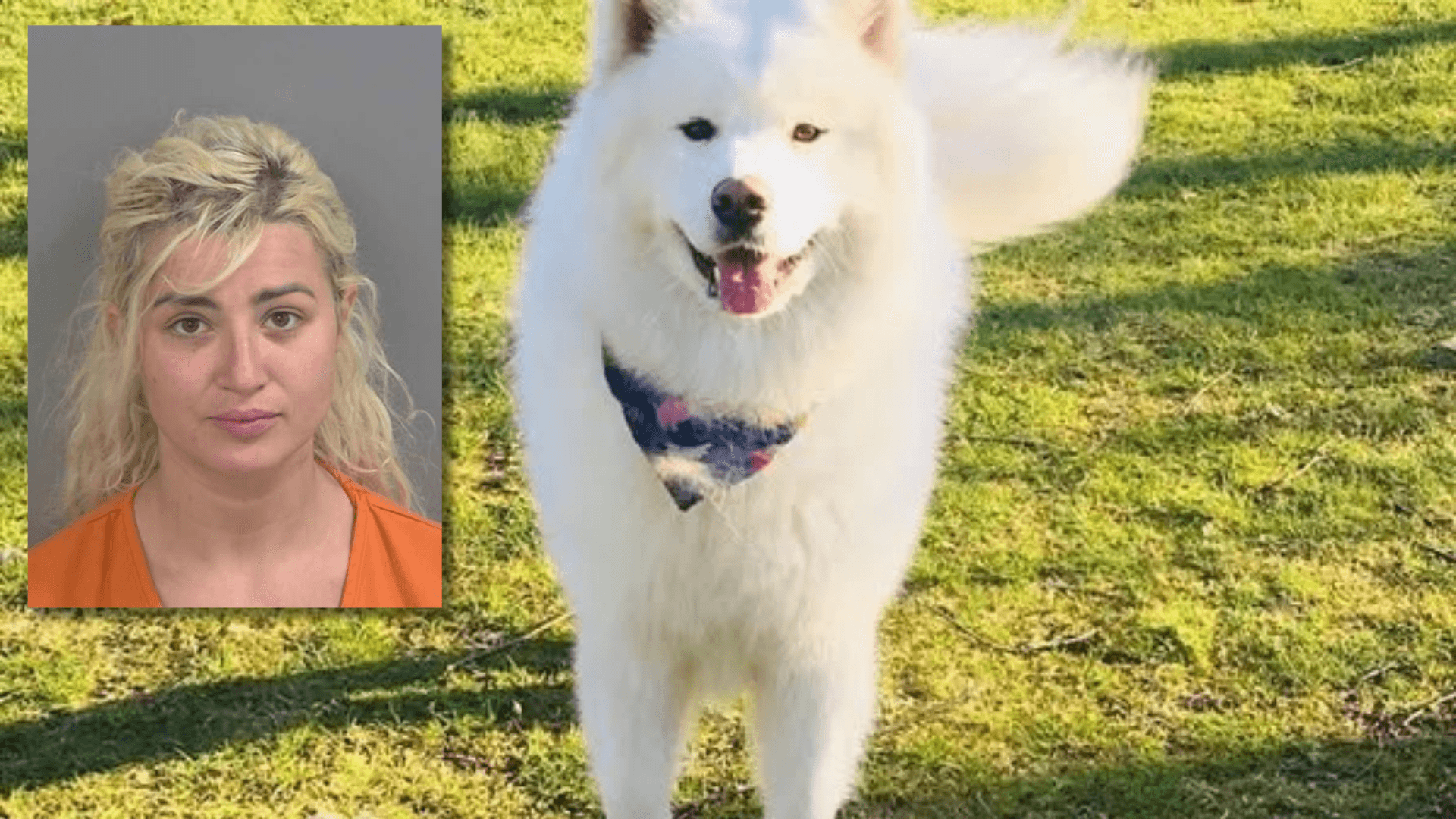 Collier County woman faces animal cruelty charges after deputies rescue neglected dog