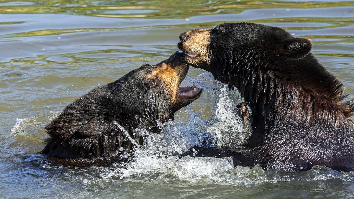 Friday is the last day to send bear hunt comments to the FWC