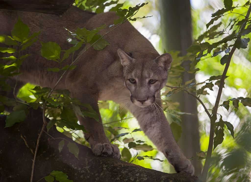 26th panther death of the year raises development concerns