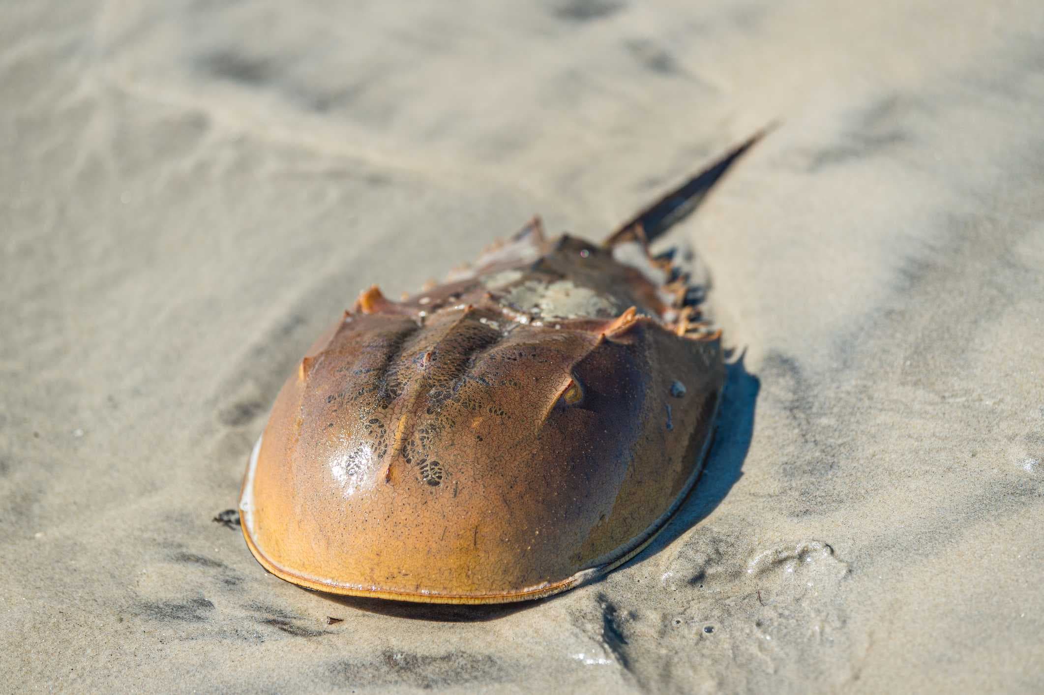 UF/IFAS Extension Florida Sea Grant seeks volunteers for Florida Horseshoe Crab Watch