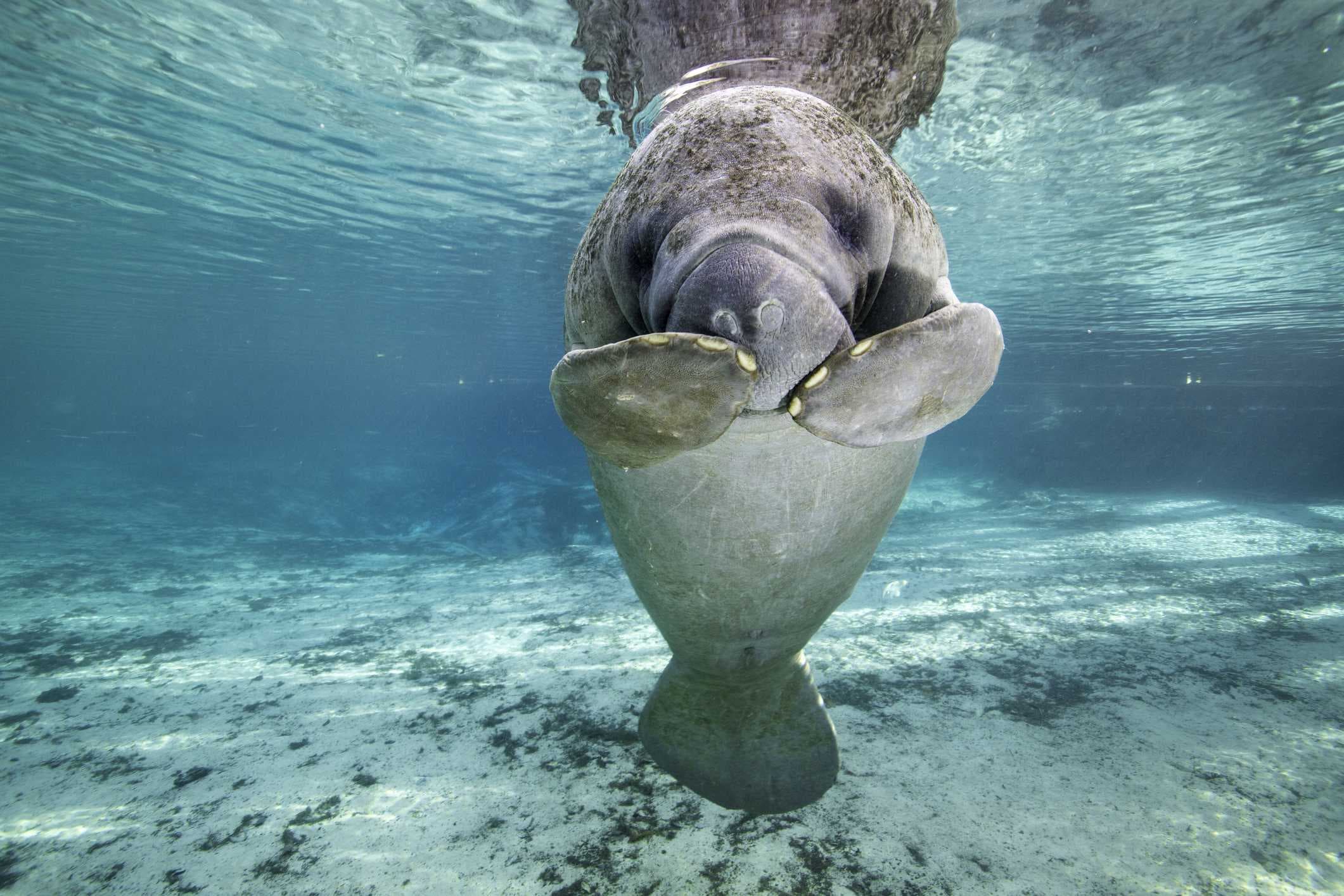 Proposed rule to keep Florida manatees as threatened species sparks controversy