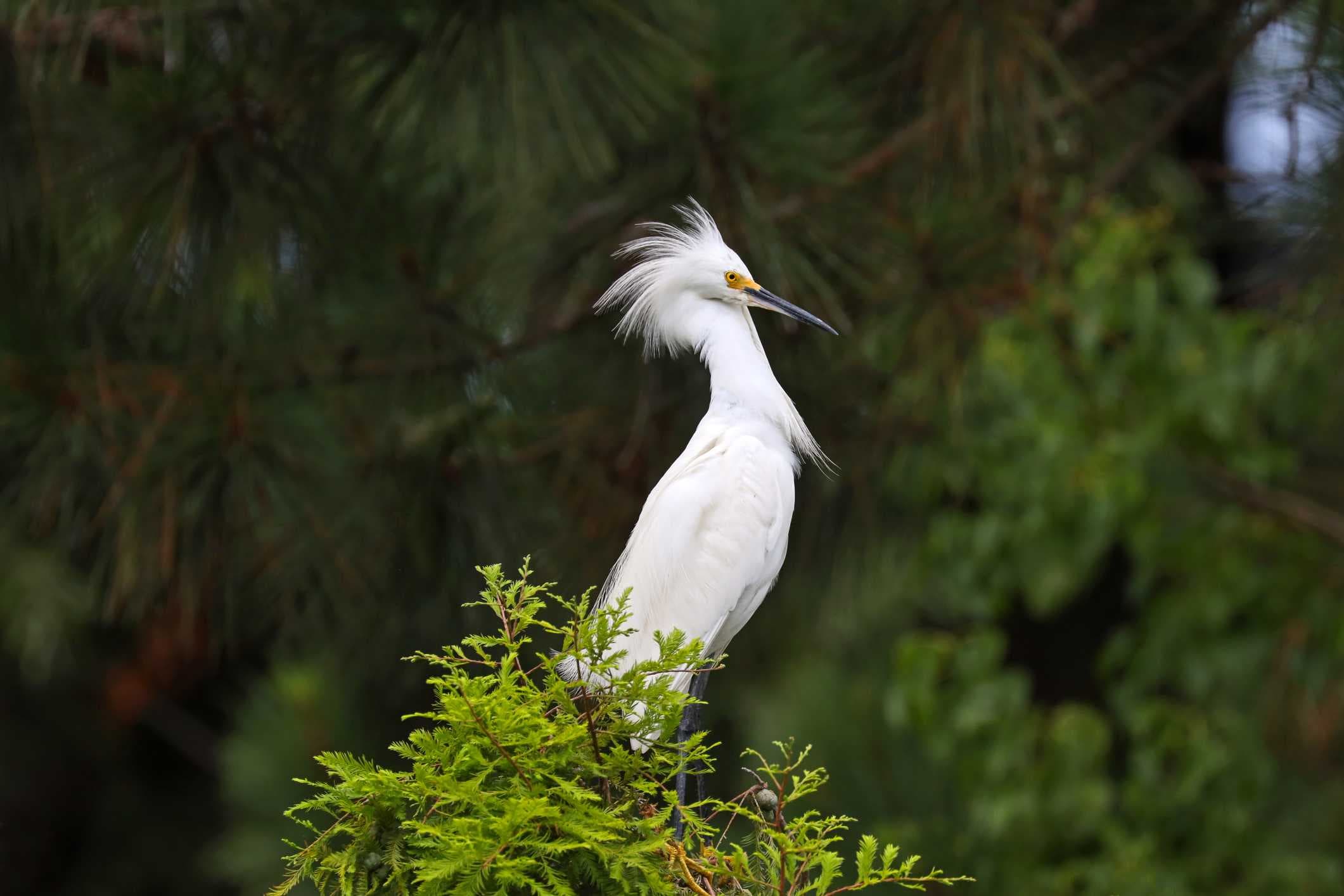 CROW rescues injured Snowy Egret entangled in fishing line