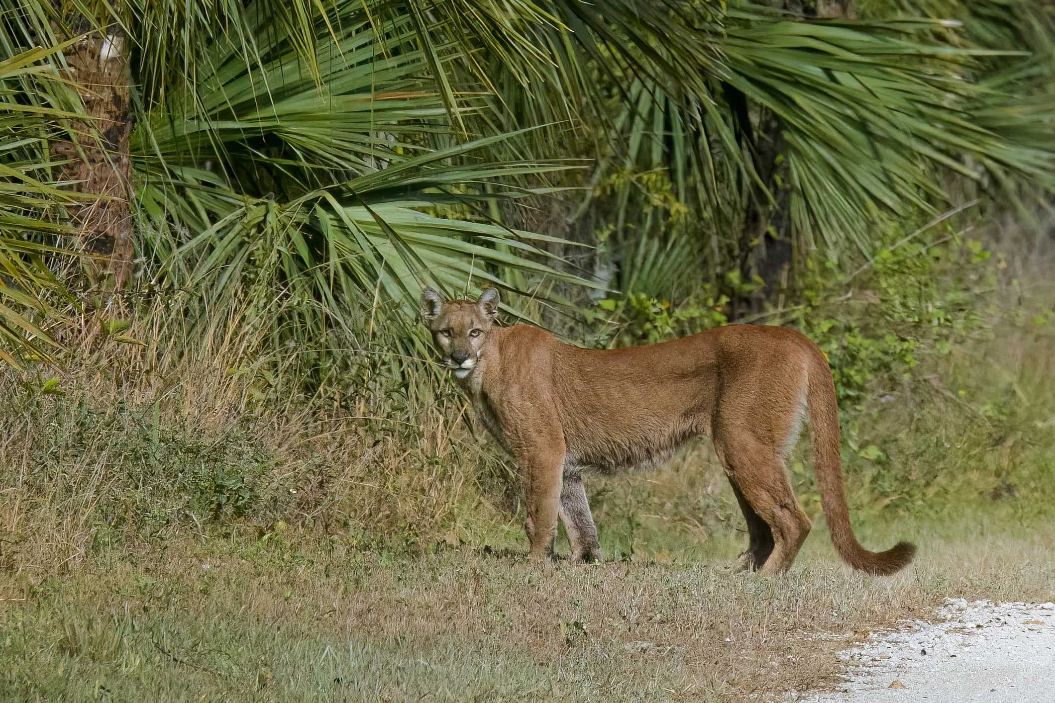 Florida reports most panther deaths since 2016, vehicle collisions leading cause