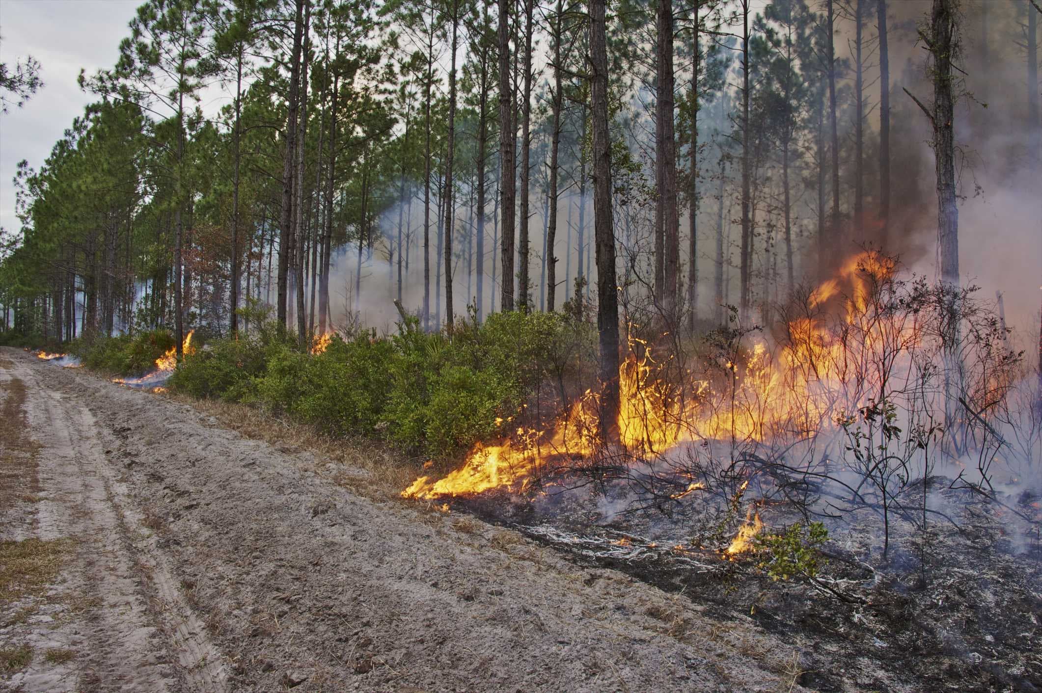 146-acre prescribed burn in Collier County scheduled for Wednesday