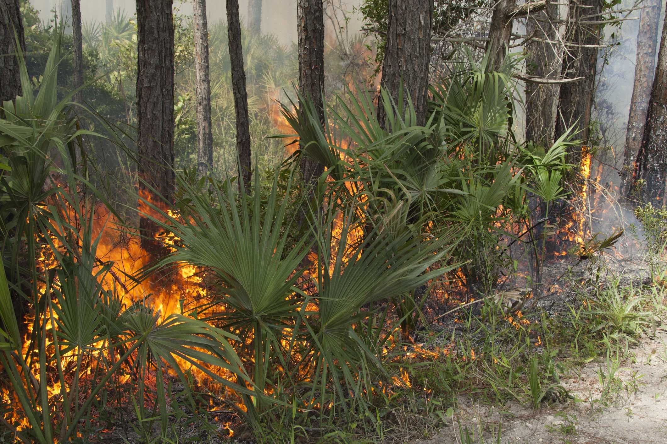 Brush fire closes roads in Golden Gate Estates Thursday