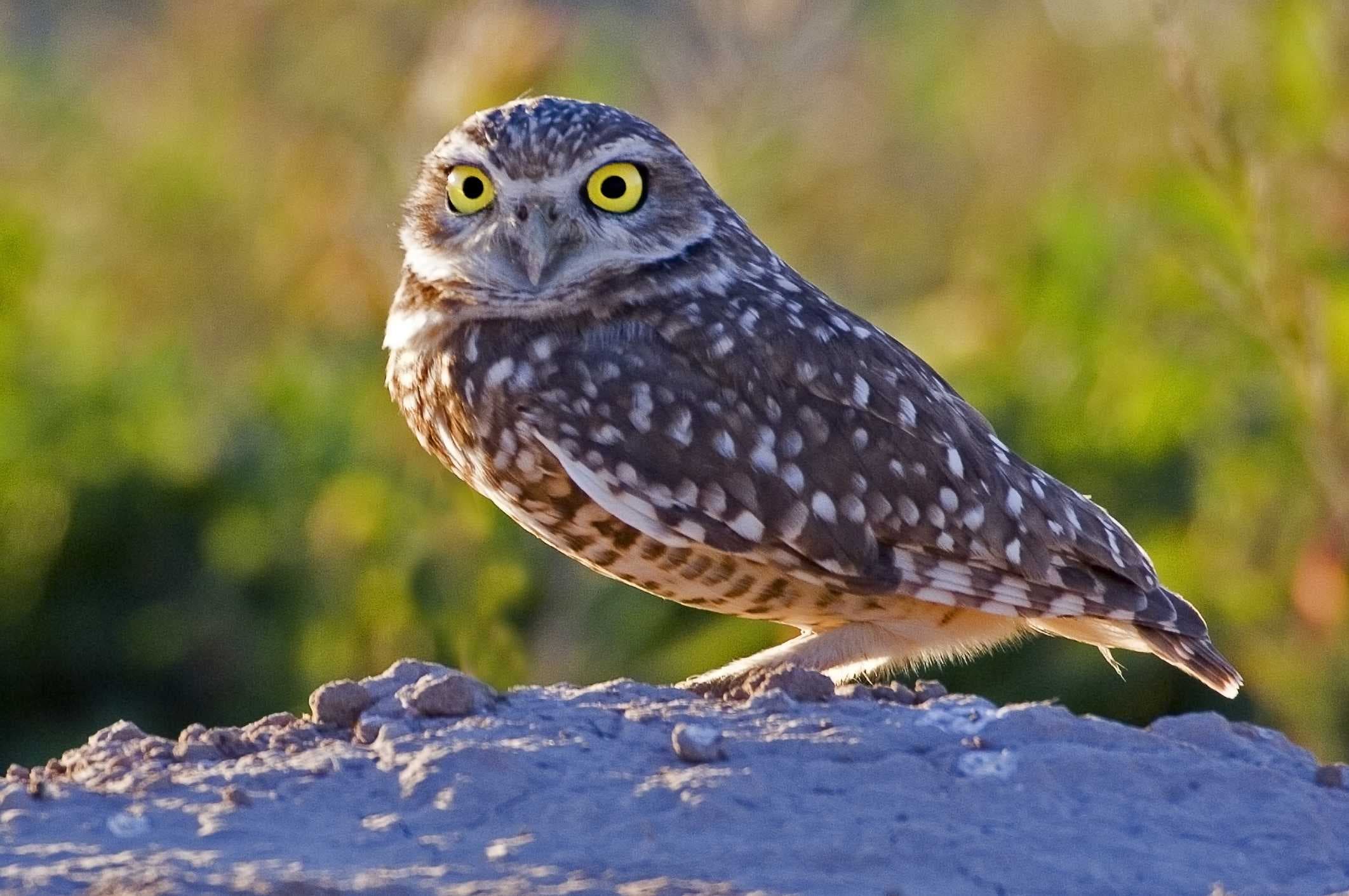 Cape Coral's growth impacts burrowing owls; learn how to help at Wednesday's Florida Fish and Wildlife event