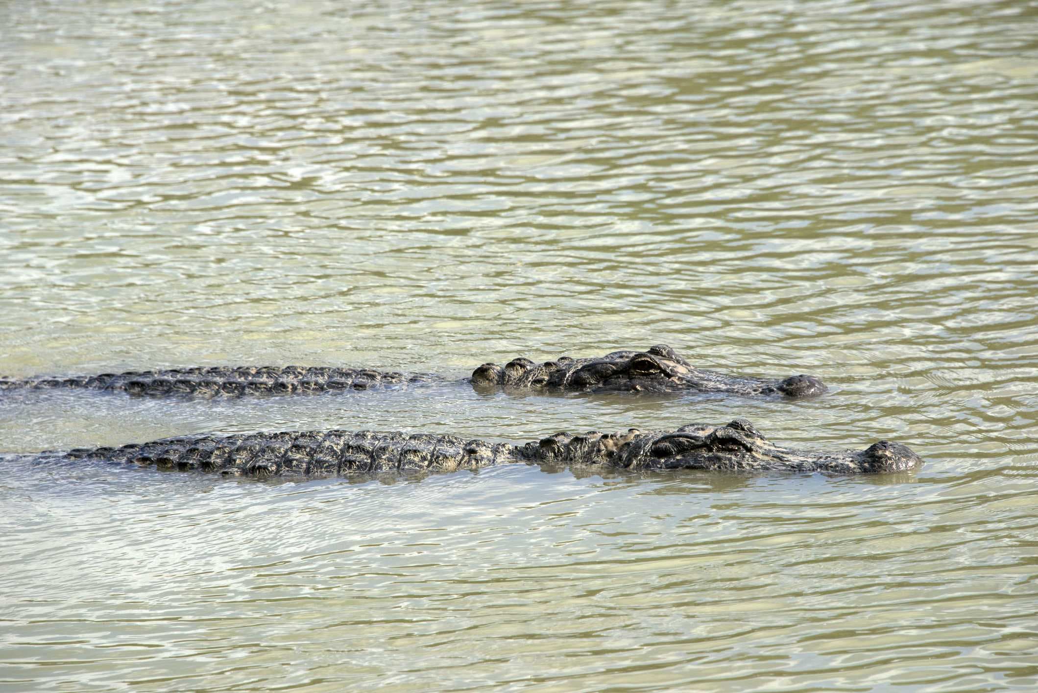Florida woman survives alligator attack in the Hillsborough River