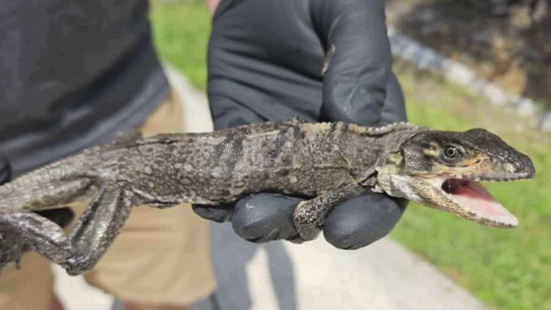 Port Charlotte man finds baby iguana in toilet