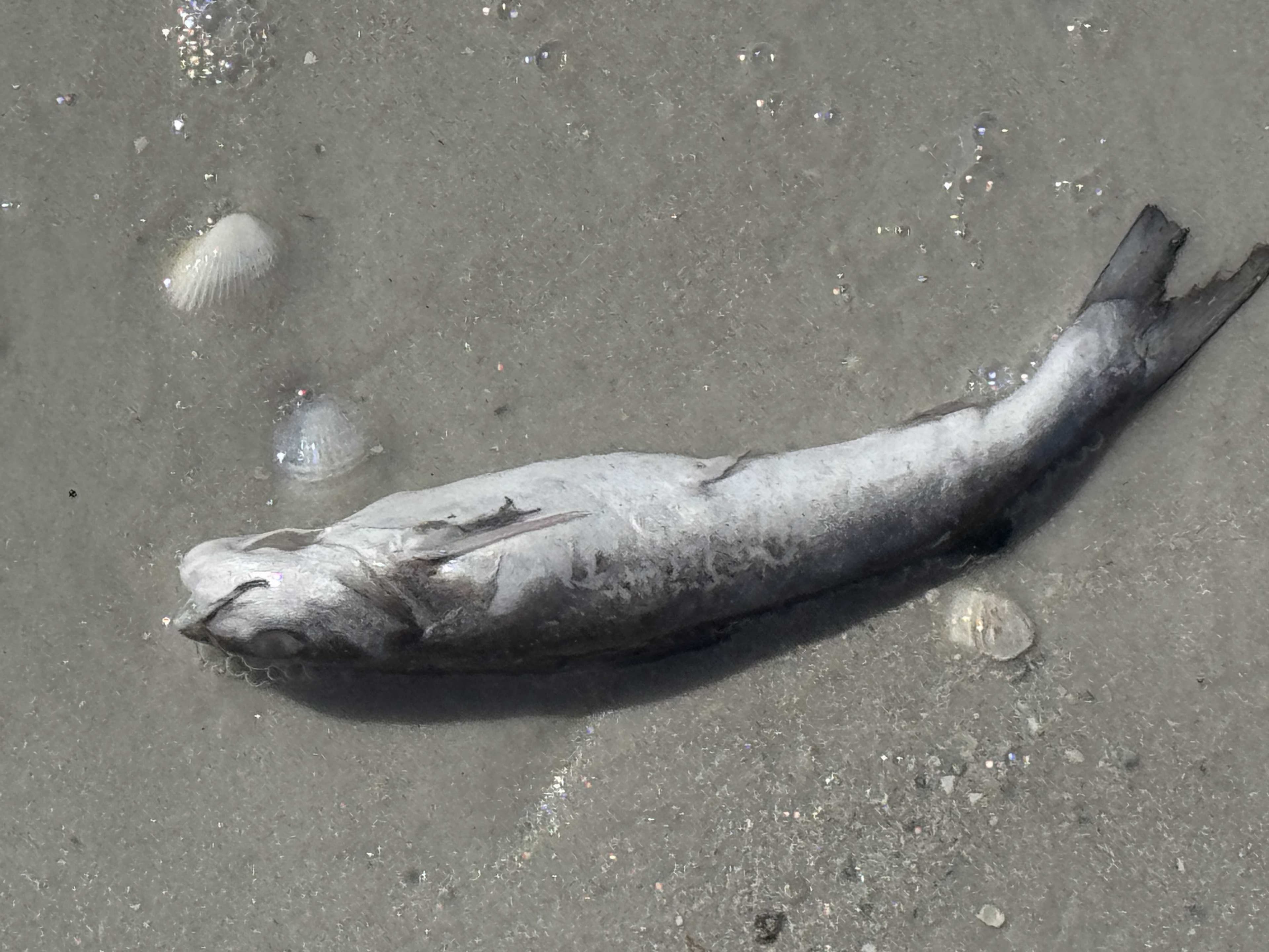Fort Myers Beach businesses worry about red tide's return