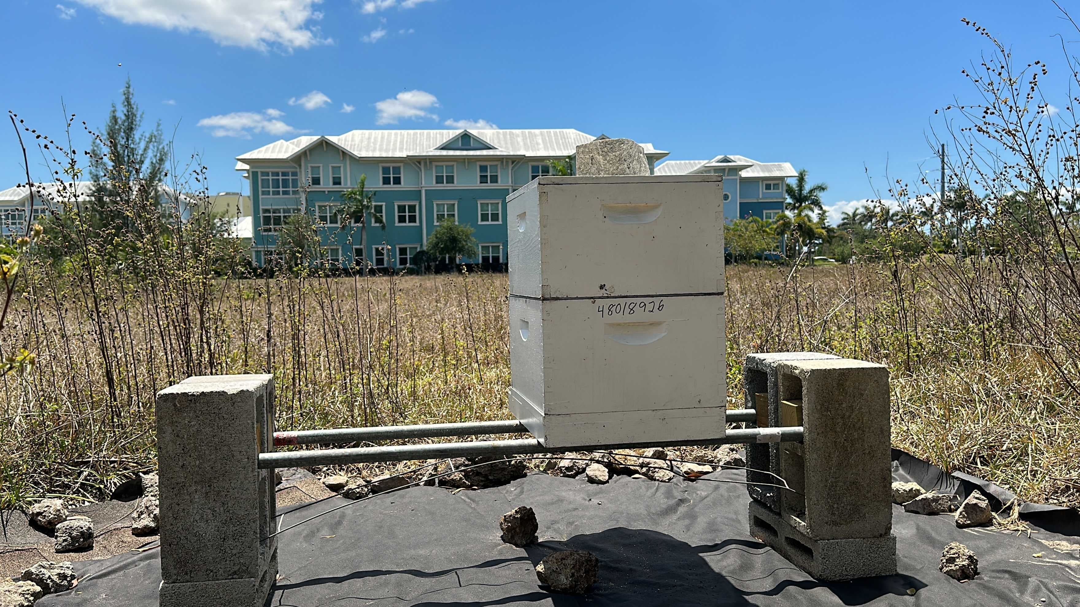 More than 10,000 bees call Cape Coral neighborhood home