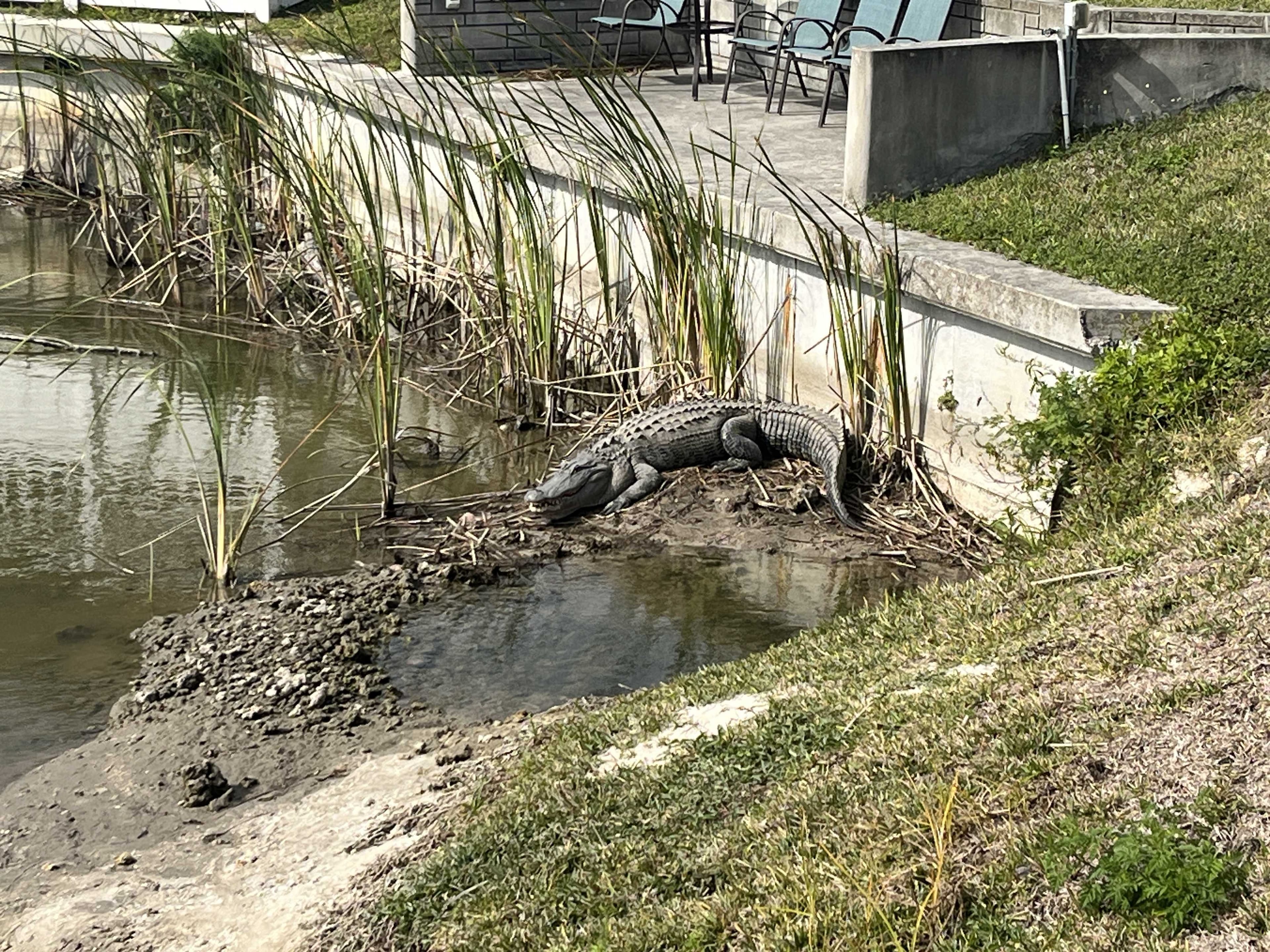 Curious alligator causing concern in Cape Coral neighborhood