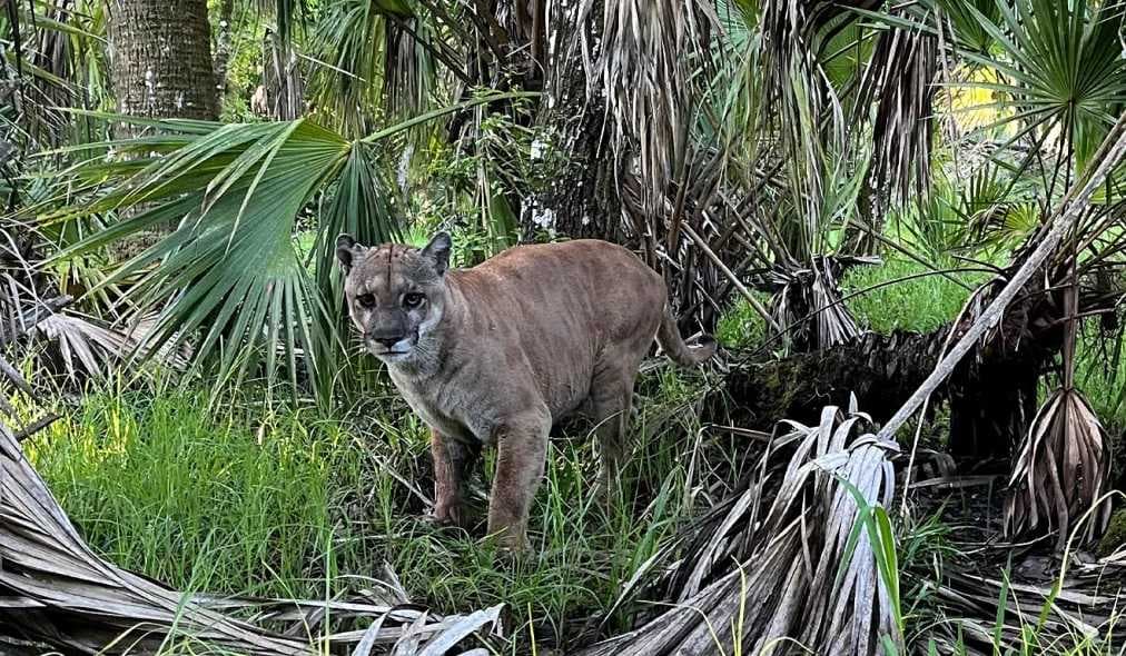 Florida panther conservation highlighted during Tour de Sprawl