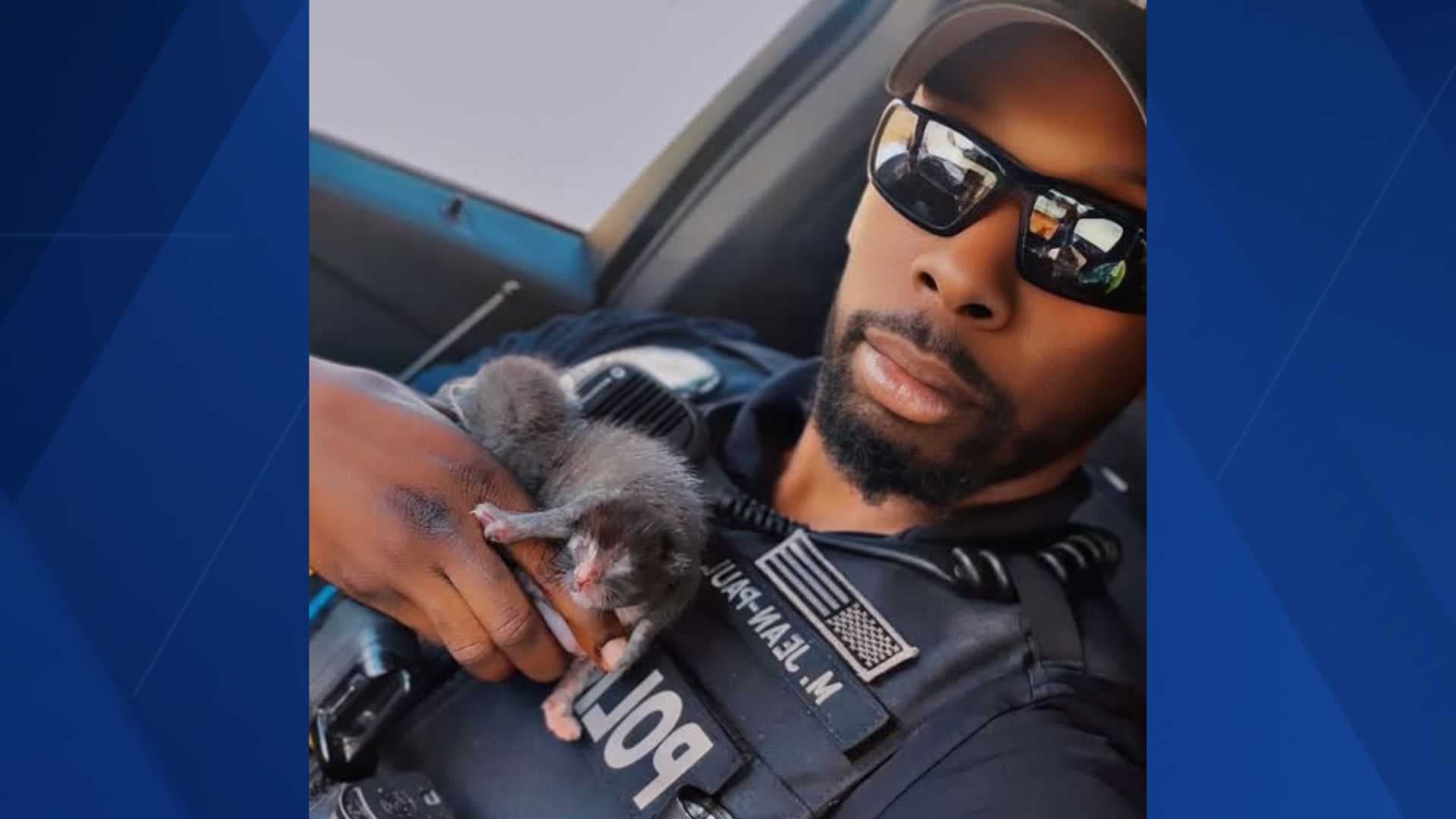Juvenile arrested in Fort Myers for throwing kittens off clubhouse roof, killing one