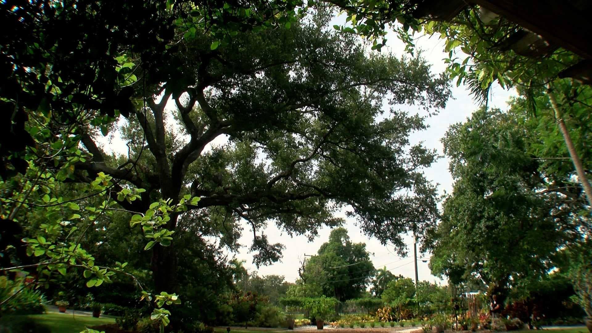 Fort Myers has a 'secret' garden that you can explore