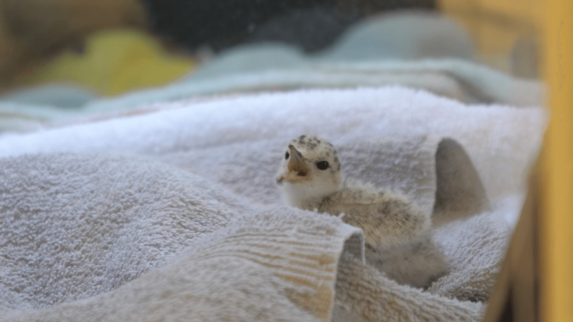 Help is here to bring back the least terns in Sanibel