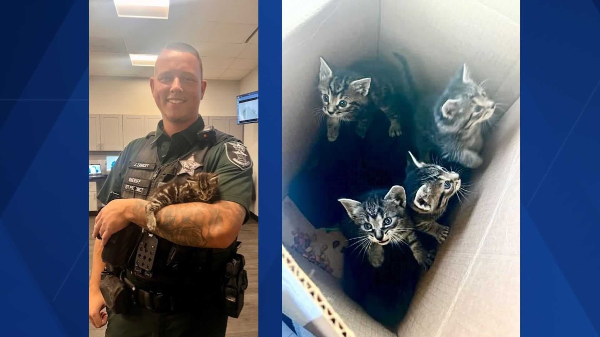 Lee County deputies find box of abandoned kittens and adopt them all