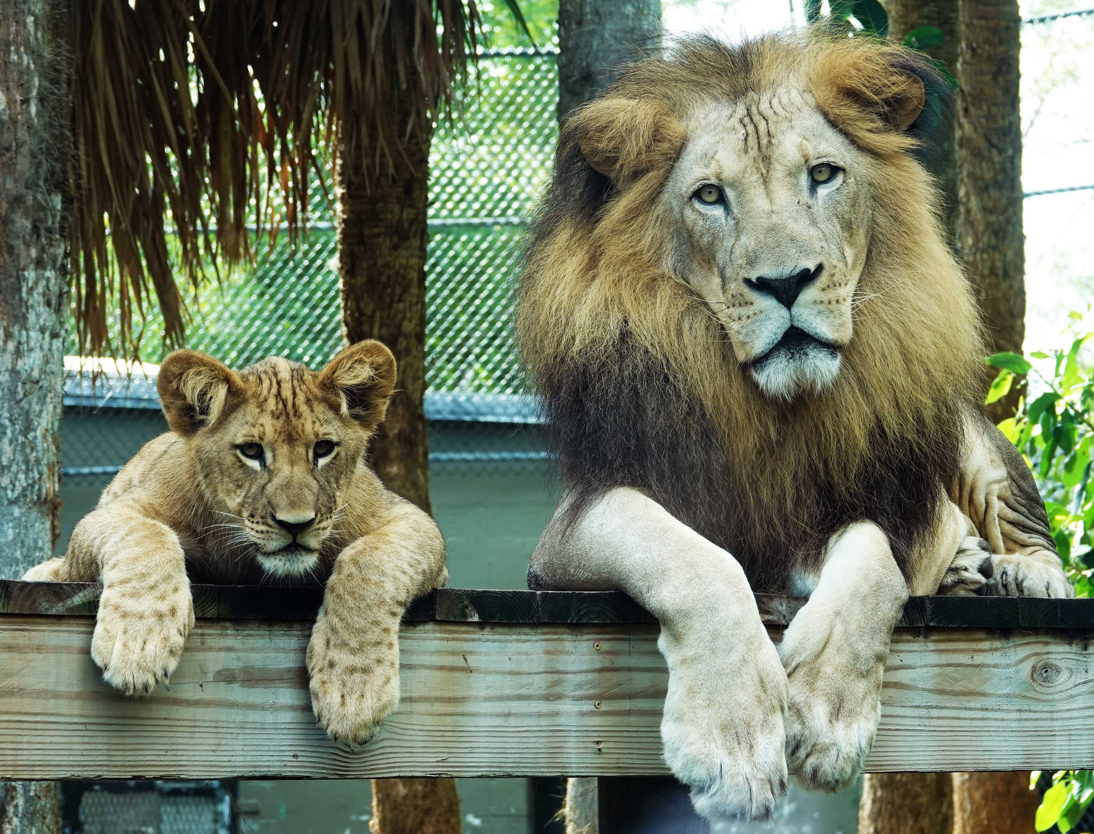 Naples Zoo announce death of beloved African lion